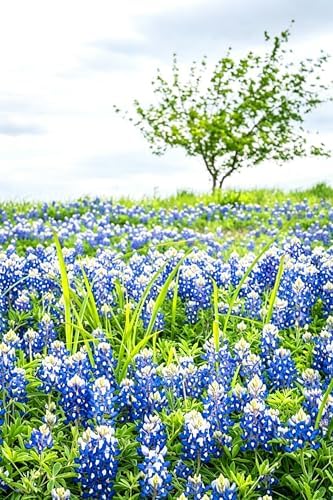 Texas Bluebonnet Seeds for Planting - 900+ Lupinus Texensis Seeds, Non-GMO Heirloom, Texas State Flower, Drought Tolerant Wildflower, Attracts Pollinators, Ideal for Gardens & Meadows - Image 4