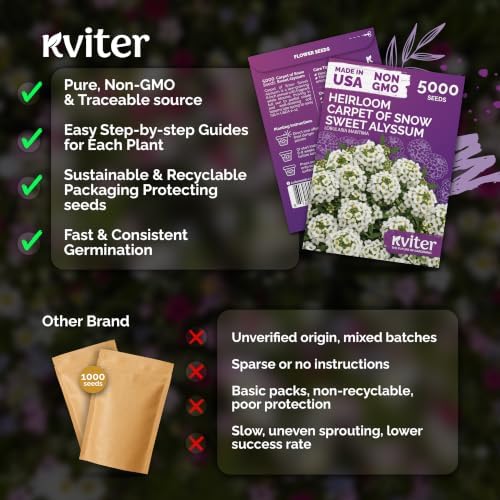 KVITER 5000 Carpet of Snow Sweet Alyssum Seeds (Lobularia Maritima) - Sweet Alyssum Flower Seed Packets, White Fragrant Ground Cover - Long Blooming Flower Seeds for Borders, Container, Outdoor Garden - Image 5