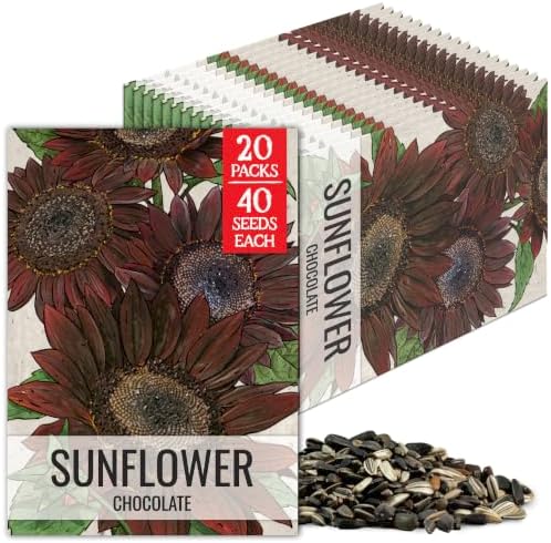 Seed Needs Chocolate Sunflower Seeds to Plant Cut Flowers - 20 Packs by SeedNeeds
