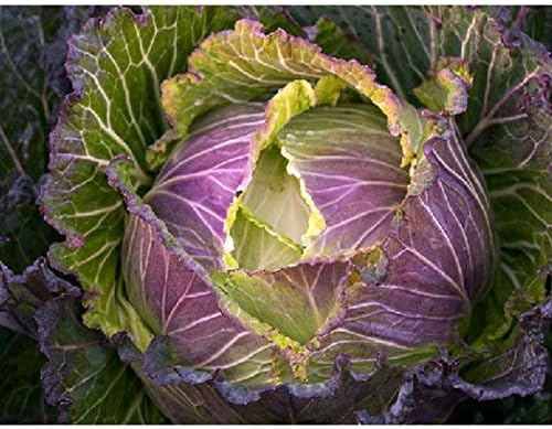 Cabbage 'January King No 3'- French Heirloom - Cold-Hardy - Crisp and Crunchy!! (25 - Seeds) by Unknown