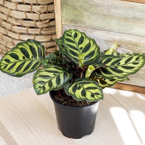 Pet Safe Calathea Plant 4PK, Prayer Plants Live Houseplants, 4 in. Pots - Image 3