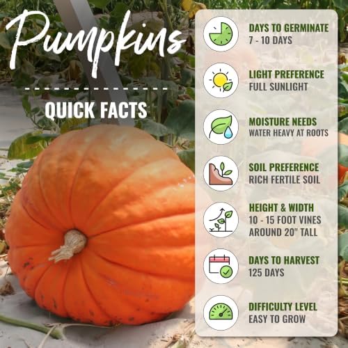 Seed Needs Atlantic Giant Pumpkin Seeds to Plant Vegetables - 5 Packs - Image 4