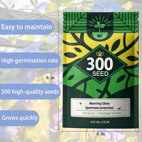 Morning Glory Seed for Planting Outdoor, Classic Trellis Climber, 300 Seeds - Image 2