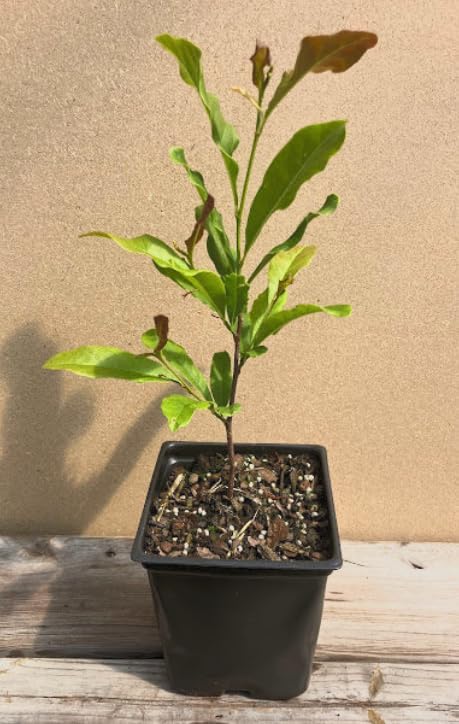 Magnolia grandiflora ‘Kay Parris’ Live Tree – Dwarf Southern Magnolia – Fragrant White Flowers – Evergreen Ornamental Tree – 1–2 Ft Tall Plant - Image 2
