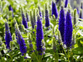 Greenwood Nursery: Live Perennial Plants - 'Royal Candles' Spiked Speedwell + Veronica Spicata - [Qty: 1x Pint Pot] - (Click for Other Available Plants/Quantities) by GreenwoodNursery