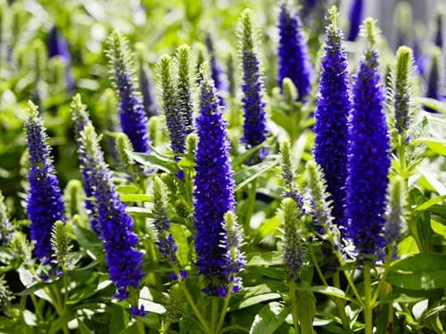 Greenwood Nursery: Live Perennial Plants - 'Royal Candles' Spiked Speedwell + Veronica Spicata - [Qty: 3X Pint Pots] - (Click for Other Available Plants/Quantities) by GreenwoodNursery