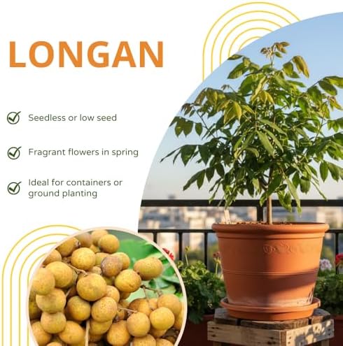 Longan Tree Live Plant, Backyard Orchard Tree, 6-8 Inch Tall, 4 Inch Pot - Image 4