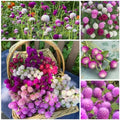 Mixed Globe Amaranth Seeds - 300 Pcs Annual, Heat & Drought Tolerant, Pollinator Friendly | Vibrant Pom Pom Blooms for Beds, Borders, Cut Flowers & Dried Arrangements, Non-GMO Heirloom by BuggyBeds