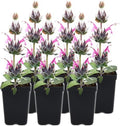 Hummingbird Sage 6 Live Plants (Salvia spathacea) – Native California Fragrant Groundcover for Shade Gardens, Drought Tolerant Perennial Flowers, Pollinator Friendly Landscaping by MyHomePark