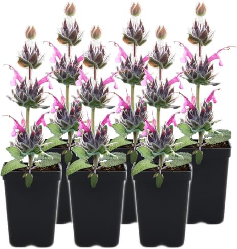 Hummingbird Sage 6 Live Plants (Salvia spathacea) – Native California Fragrant Groundcover for Shade Gardens, Drought Tolerant Perennial Flowers, Pollinator Friendly Landscaping by MyHomePark