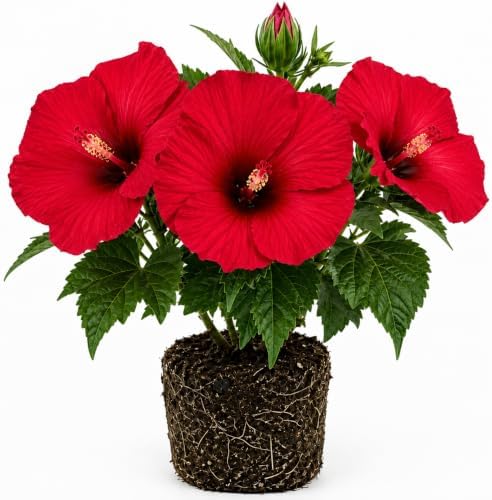 Hardy Red Hibiscus Flower Live Plant, Large Bloom Shrub, 5-8'' Tall by AKTRD
