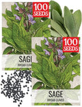 Seed Needs Broad Leaved Sage Seeds to Plant an Herb Garden - 2 Packs by SeedNeeds
