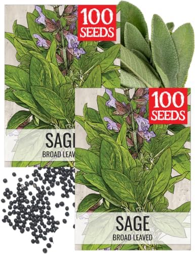Seed Needs Broad Leaved Sage Seeds to Plant an Herb Garden - 2 Packs by SeedNeeds