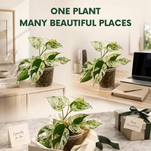 Snow Queen Pothos Live Plant, Variegated Hanging Houseplant - Image 6