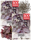 Seed Needs Red Shiso Seeds to Plant an Herb Garden - 2 Packs by SeedNeeds