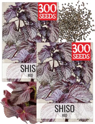 Seed Needs Red Shiso Seeds to Plant an Herb Garden - 2 Packs by SeedNeeds