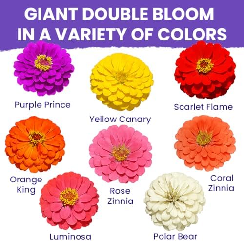 NatureZ Edge Zinnia Seeds for 2026 Planting Outdoors, Over 8250 Flower Seeds, 2 Oz, Non GMO Made in USA, Bulk Semillas De Flores para Sembrar, California Giants, Easy to Grow Zinnia Seed Mix - Image 3