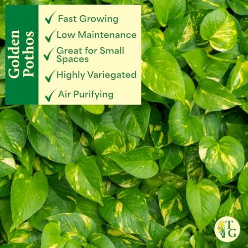 Live Golden Pothos, Indoor Vining Plant, Easy to Grow, 4" Pot - Image 5