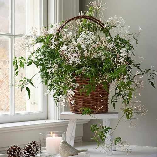Night Jasmine Fragrant Flowering - 4 x 2 inch Bags - Image 2