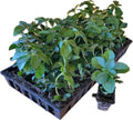 Pachysandra Terminalis Hardy Groundcover 50 Plants 2" Peat Pots by Unknown