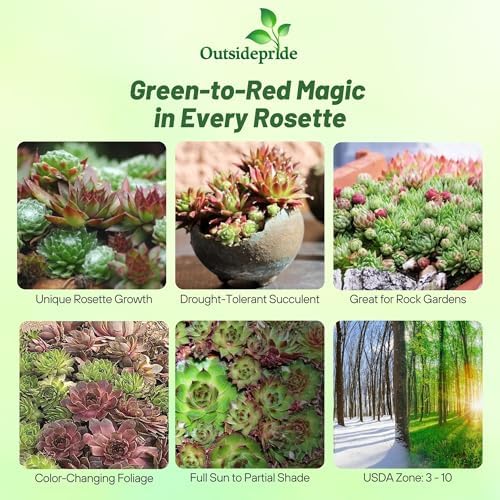 Outsidepride Hybridum Sempervivum Seeds - 1000 Pcs Perennial Flower Mix Seeds with Long Blooming Season & Attractive to Pollinators, Easy to Propagate for Borders, Containers, or Cottage Gardens - Image 2
