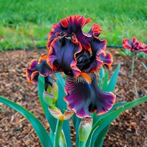 Iris Seeds Flower Seed for Planting, 70+ Rare Mixed Iris Seeds, Perennial Flower Plants, Non-GMO Heirloom Plant Seed for Home Garden Outdoor - Image 4