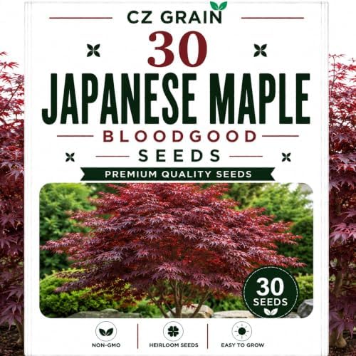 Garden Seeds for Planting, 30 Japanes Maple Bloodgood by CZGrain