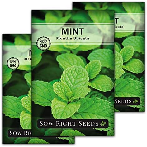 Sow Right Seeds - Mint Seed for Planting Outdoor Indoor Perennial Herb 3pk by SowRightSeeds