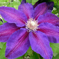 Dark Red Purple Clematis Vine Plant, Clematis Vine Plants Live in 2.5 Inch Pot by HILROQG