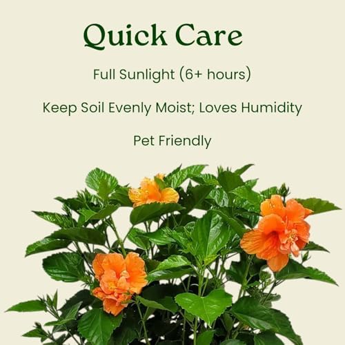 Hibiscus Bush - Double Peach Flowering Plant Live - Overall Height 26" to 28" - Tropical Plants of Florida (Plant Only) - Image 6