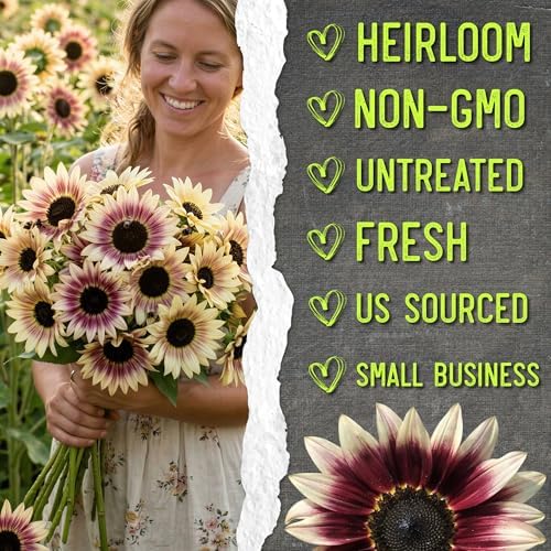 Seed Needs Cherry Rose Sunflower Seeds to Plant Cut Flowers - 2 Packs - Image 6