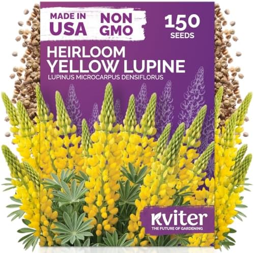 150 Yellow Lupine Heirloom Flower Seeds, Lupinus Microcarpus Densiflorus by KVITER