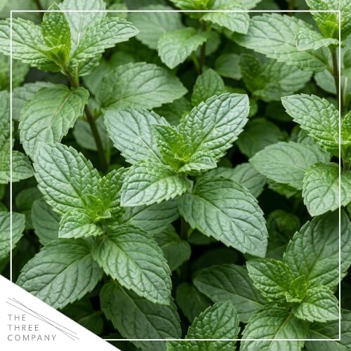 Herb - Mint (2 Pack), Live Edible Aromatic Herb, Herbal Tea, Fresh Flavor - Image 2