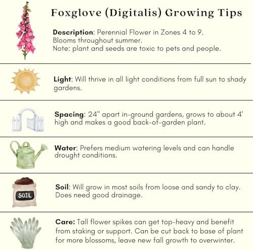 Clovers Garden Foxglove Dalmatian Mix Plants Two (2) Live Plants Non-GMO - Each 4" to 8" Tall in 4" Pots Heirloom Perennial, Pollinator Friendly Lavender, Purple, Pink, Cream, and White - Image 7