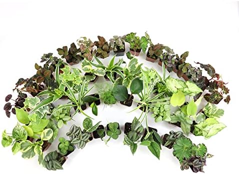 Altman Plants Live Houseplants (6PK), Indoor Plants for Delivery Prime, Live Plants and Gardening Gifts for Plant Lovers, Planters for Indoor Plants with Potting Soil, Live House Plants Indoors Live - Image 5