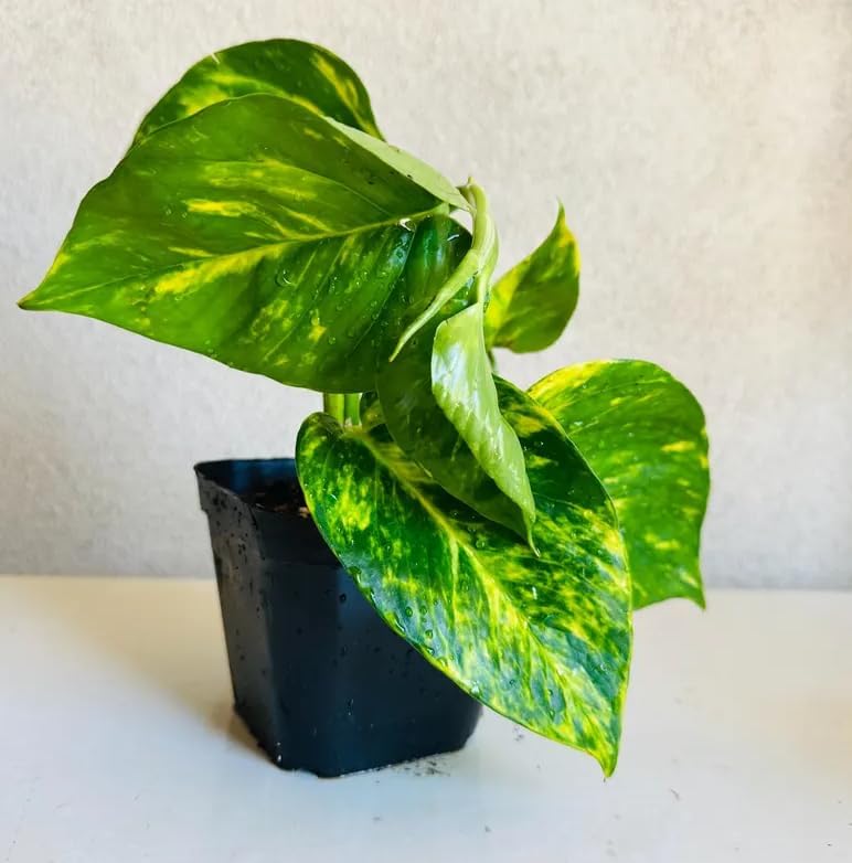 Live Golden Pothos Indoor Plant 4 Inch Pot, Tropical Vine with Variegated Leaves Plant for Indoor, Outdoor Garden - Image 3