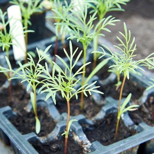 Seed Needs Flower Seeds to Plant Sensation Cosmos Blend - Bulk Pack - Image 6