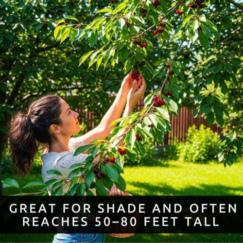 3 Black Cherry Fruit Tree Live Plants - Prunus serotina, Ships Dormant - Great for Home and Garden Yards Planting - Native Edible Cherry Shade Tree (3 Rooted Tree Plants) - Image 5