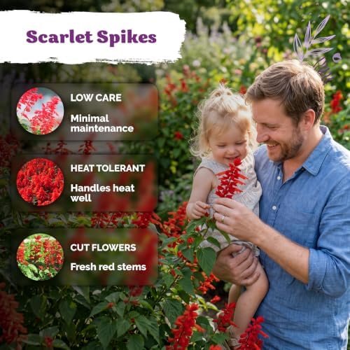 1,250 Scarlet Sage Heirloom Flower Seeds for Planting, Salvia Coccinea - Image 4