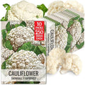 Seed Needs Snowball Y Improved Cauliflower Seeds to Plant Heirloom 2 Packs by SeedNeeds
