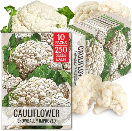 Seed Needs Snowball Y Improved Cauliflower Seeds to Plant Heirloom 2 Packs by SeedNeeds
