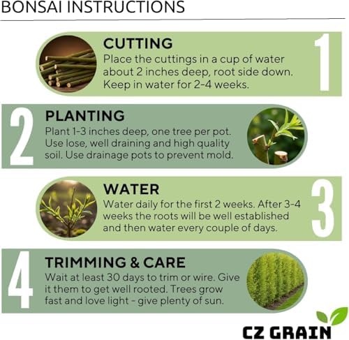 Dwarf Weeping Willow Bonsai Tree Cutting – Live Weeping Willow Cutting for Growing Your Own Cascading Willow Bonsai Tree – Fast-Growing, Hardy, Easy to Grow - Image 5