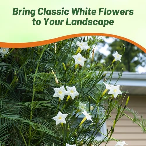 Outsidepride White Cypress Vine Seeds - 200 Pcs Annual Flower Seeds with Nectar-Rich, Star-Shaped Flowers & Feathery, Fern-Like Leaves for Fences, Trellises, Pergolas & Vertical Gardens - Image 4