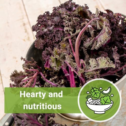 Sow Right Seeds - Scarlet Kale Seed for Planting Outdoor Vegetable Garden - Image 6