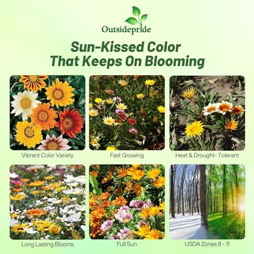 Outsidepride Mixed Gazania Seeds for Planting – 500 Pcs Perennial, Low-Maintenance, Drought-Tolerant Ground Cover Seeds for Vibrant Summer & Fall Flowers, Ideal for Outdoor Gardens (Pack of 2) - Image 2