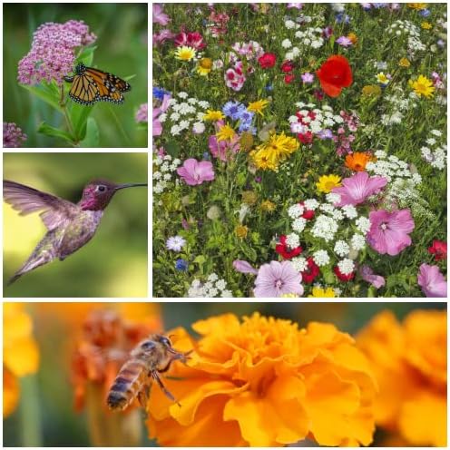 Mountain Valley Seed Co Wildflower Seeds Collection - 500,000+ Bulk Seeds - Image 6