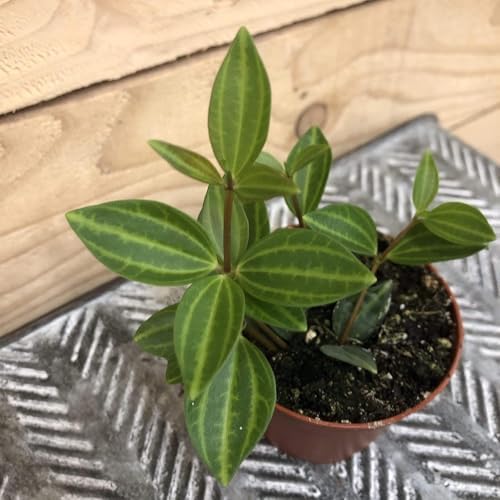 Variety of Peperomia Live Plant for Houseplant Tropical Shurb 4" Pot (Rare Trailing Peperomia Vine) - Image 2