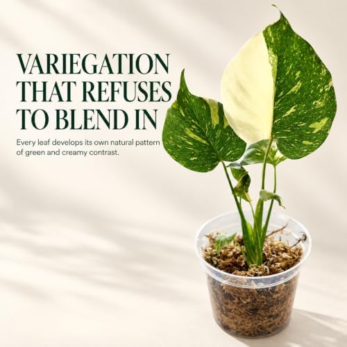 Monstera Thai Constellation Starter Live Plant - Swiss Cheese Houseplant - Image 6