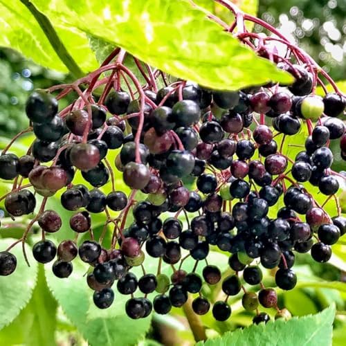 American Elderberry Live Plant, Edible Berry Bush Plant, 6-12 Inches Tall - Image 6