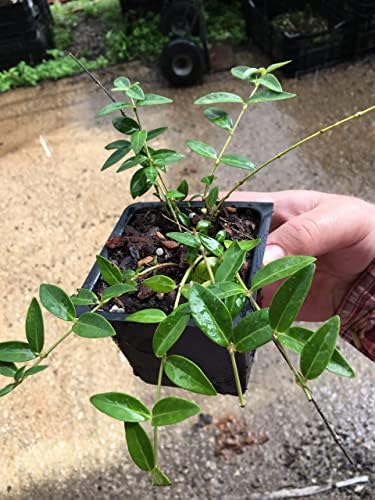 8 Vinca Plants Periwinkle/Vinca - Hardy Groundcover 8 Plants in 4 inch Pots - Image 5